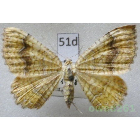 Camptogramma bilineata (Linnaeus, 1758) Slovakia51d